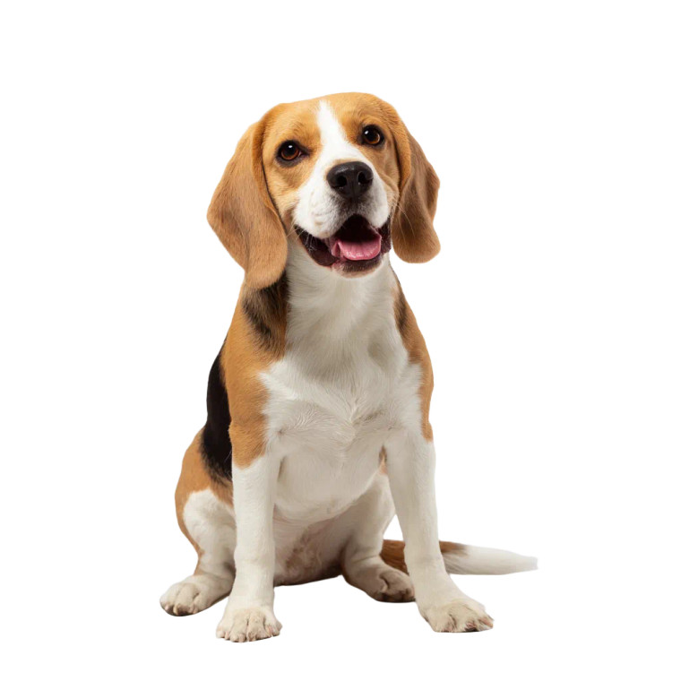 Happy Beagle V3 Vinyl Car Decal Sticker – Waterproof & UV-Resistant 3.4133333333333336"
