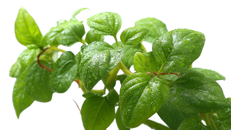 Potato Leaves Close-Up Vinyl Car Decal Sticker – Waterproof & UV-Resistant 2.72"