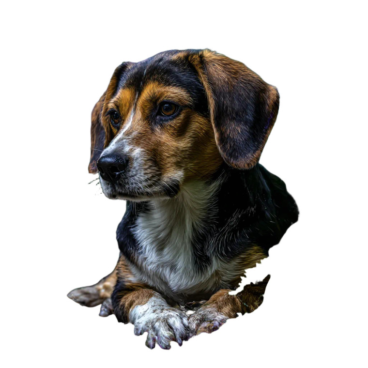 Beagle In Forest Vinyl Car Decal Sticker – Waterproof & UV-Resistant 3.4133333333333336"