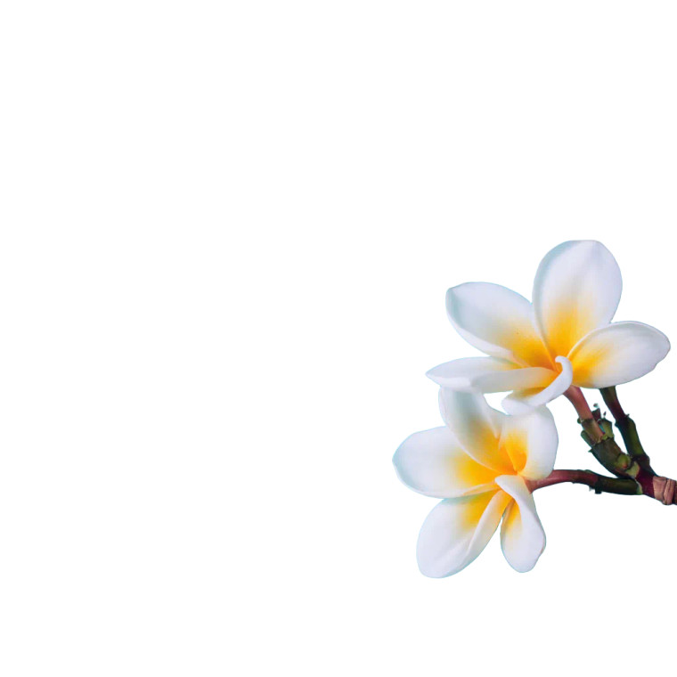 Frangipani Flower Vinyl Car Decal Sticker – Waterproof & UV-Resistant 6.826666666666667"
