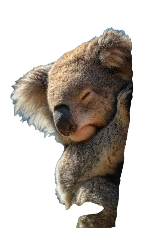 Sleeping Koala Hugging Vinyl Car Decal Sticker – Waterproof & UV-Resistant 4.4