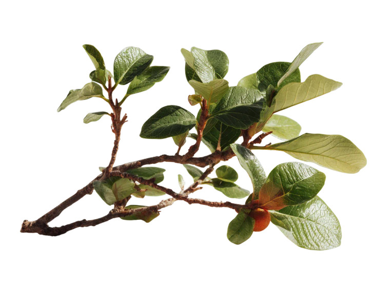 Guava Tree Branches Vinyl Car Decal Sticker – Waterproof & UV-Resistant 3.0933333333333333"