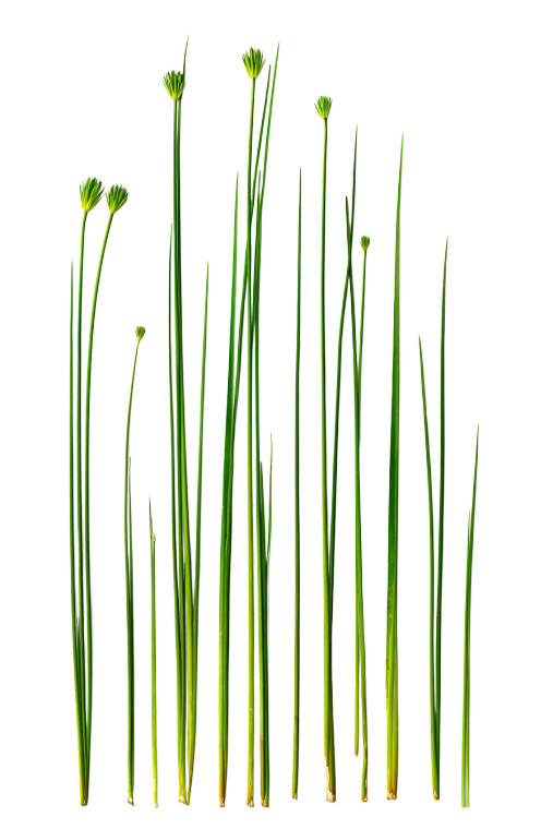 Green Lily Stems Vinyl Car Decal Sticker – Waterproof & UV-Resistant 8.96"