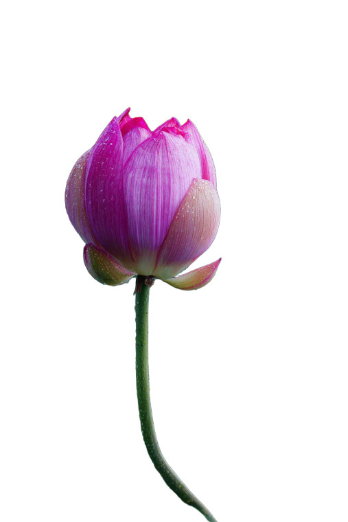 Budding Lotuses Dawn Vinyl Car Decal Sticker – Waterproof & UV-Resistant 4.4