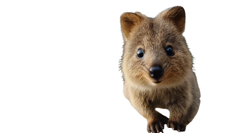 Quokka V2 Vinyl Car Decal Sticker – Waterproof & UV-Resistant 5.4