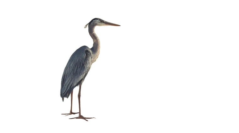 Great Blue Heron V2 Vinyl Car Decal Sticker – Waterproof & UV-Resistant 5.4