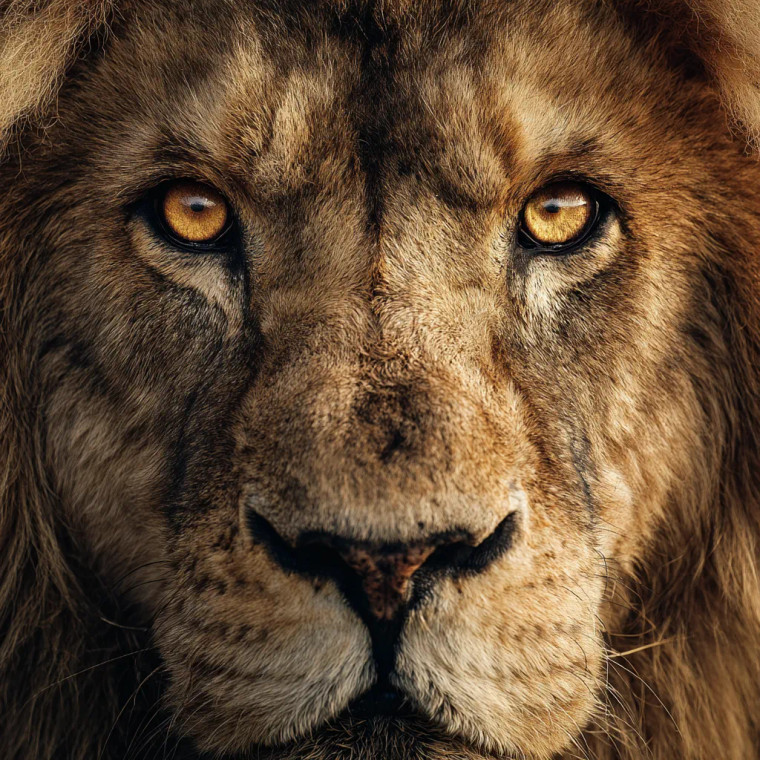 Alpha Lion'S Gaze Vinyl Car Decal Sticker – Waterproof & UV-Resistant 6.826666666666667"