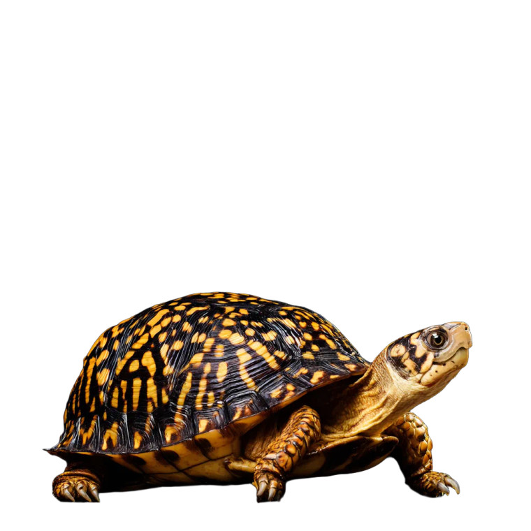 Box Turtle V2 Vinyl Car Decal Sticker – Waterproof & UV-Resistant 6.826666666666667"
