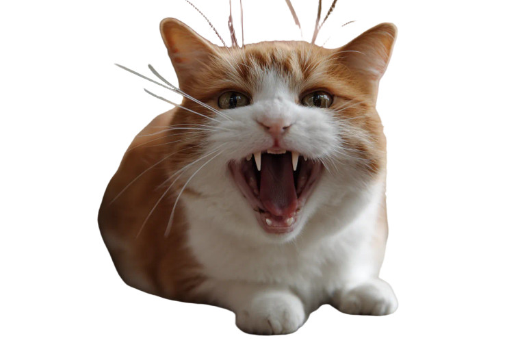 Annoyed Cat Vinyl Car Decal Sticker – Waterproof & UV-Resistant 2.986666666666667"