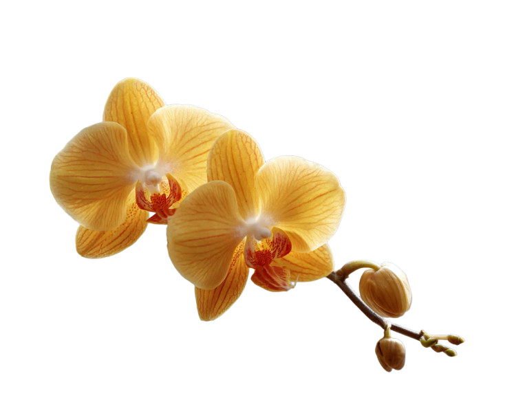 Sunlit Orchid Vinyl Car Decal Sticker – Waterproof & UV-Resistant 3.0933333333333333"