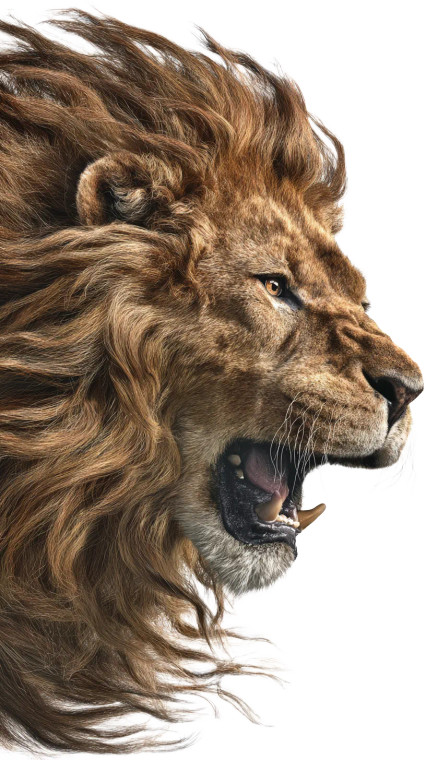Roaring Lion Portrait Vinyl Car Decal Sticker – Waterproof & UV-Resistant 9.706666666666667"