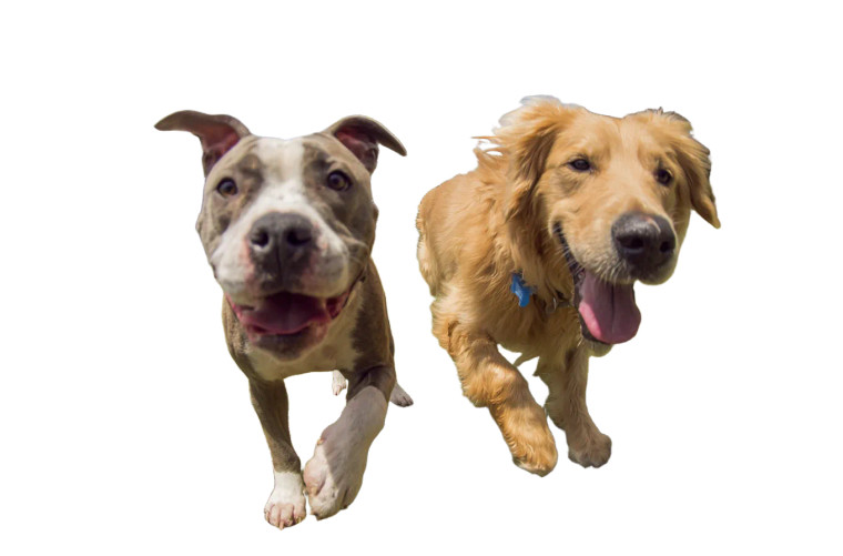 Dogs Playing Together V2 Vinyl Car Decal Sticker – Waterproof & UV-Resistant 2.986666666666667"