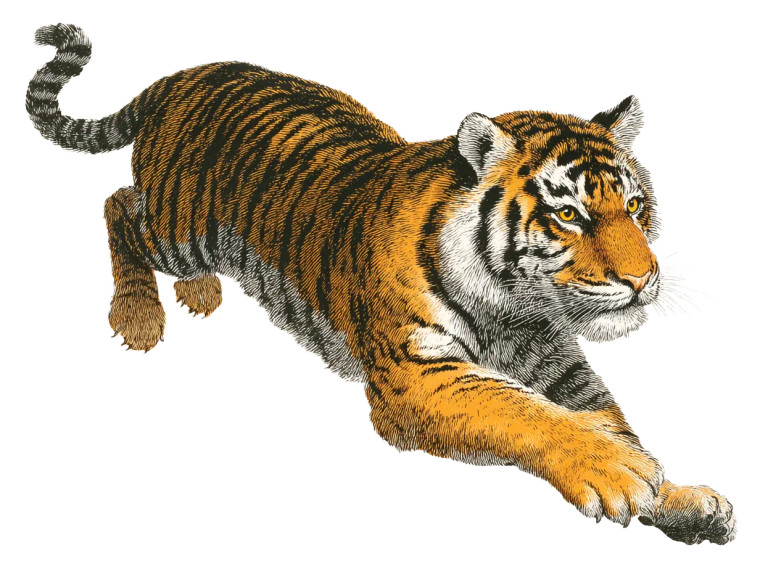 Jumping Tiger V2 Vinyl Car Decal Sticker – Waterproof & UV-Resistant 6.1866666666666665"