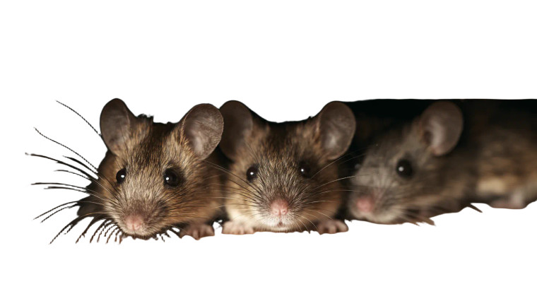 Mice In Kitchen Vinyl Car Decal Sticker – Waterproof & UV-Resistant 5.4