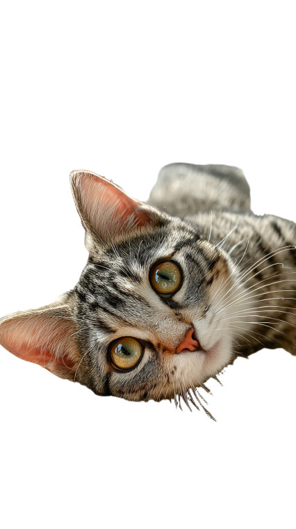 Coquettish Tabby Cat Vinyl Car Decal Sticker – Waterproof & UV-Resistant 4.8533333333333335"
