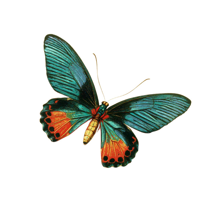 Colorful Butterfly Illustration V2 Vinyl Car Decal Sticker – Waterproof & UV-Resistant 6.826666666666667"