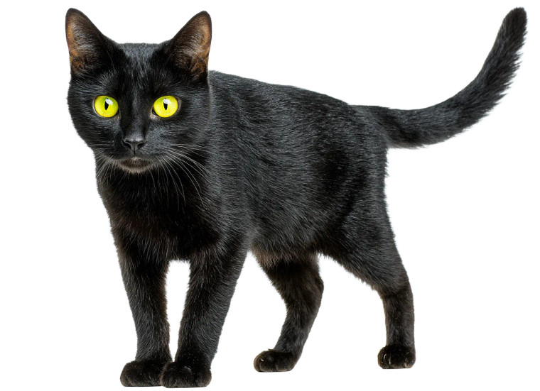 Black Cat V28 Vinyl Car Decal Sticker – Waterproof & UV-Resistant 6.1866666666666665"