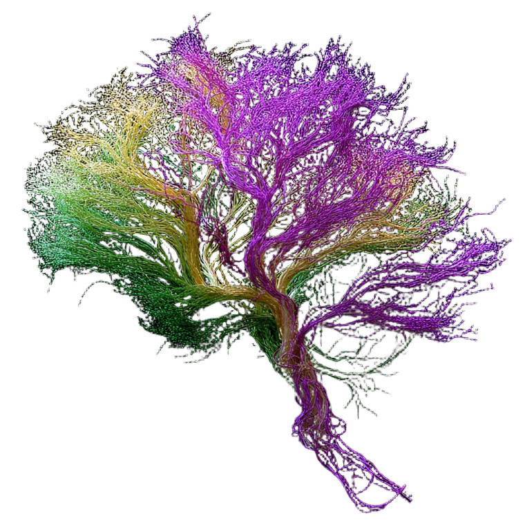 Human Senses Connection Vinyl Car Decal Sticker – Waterproof & UV-Resistant 6.826666666666667"