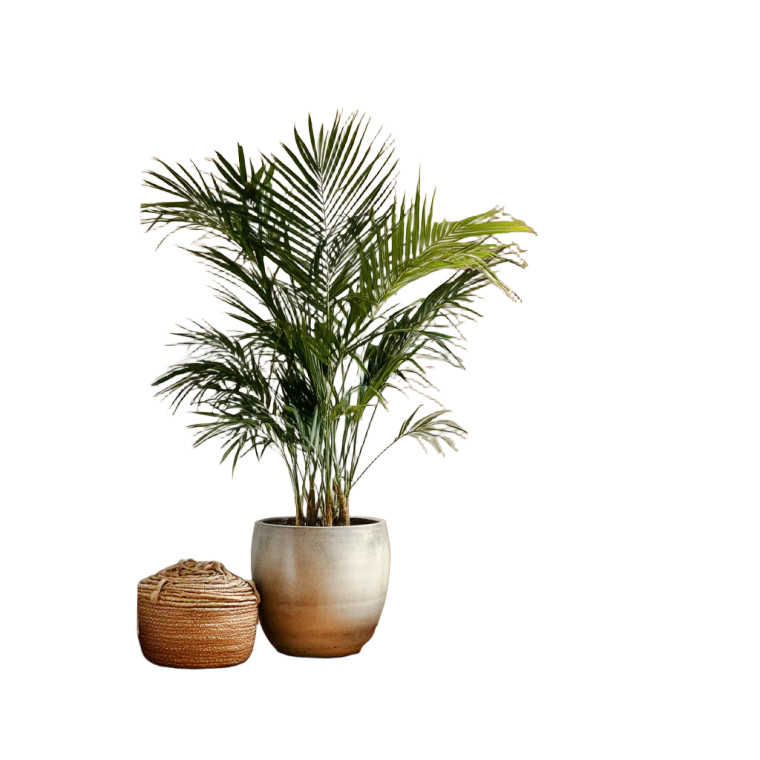 Potted Palm Plant Vinyl Car Decal Sticker – Waterproof & UV-Resistant 3.4133333333333336"
