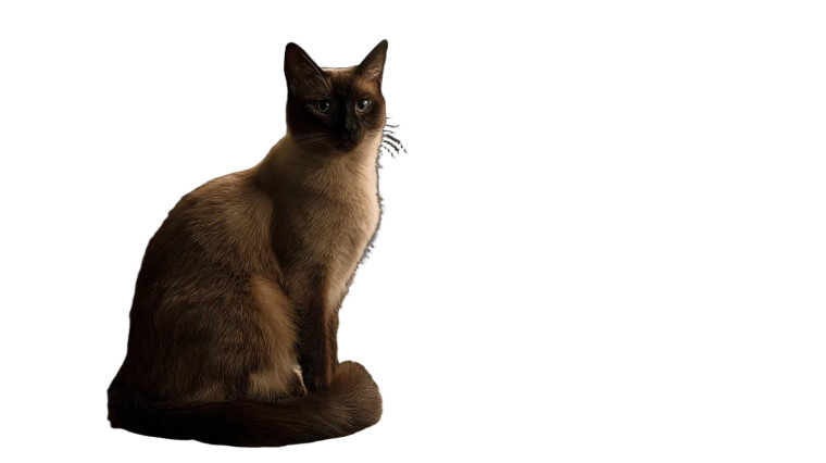 Siamese Cat Rivendell Vinyl Car Decal Sticker – Waterproof & UV-Resistant 5.4