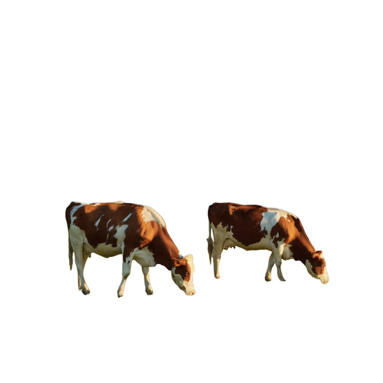 Grazing Cows V4 Vinyl Car Decal Sticker – Waterproof & UV-Resistant 6.826666666666667"