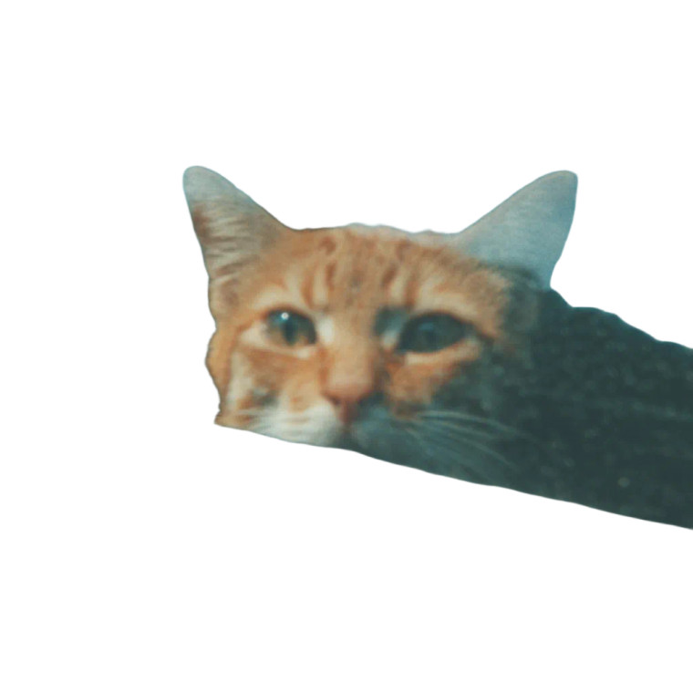 Cute Cat Passenger Vinyl Car Decal Sticker – Waterproof & UV-Resistant 3.4133333333333336"