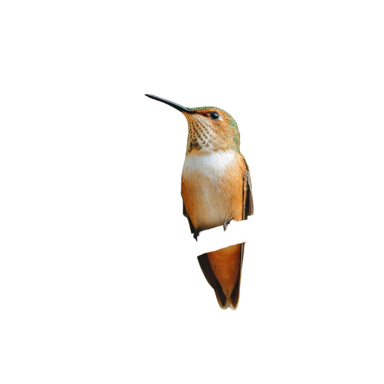 Hummingbird On Tree Vinyl Car Decal Sticker – Waterproof & UV-Resistant 3.4133333333333336"