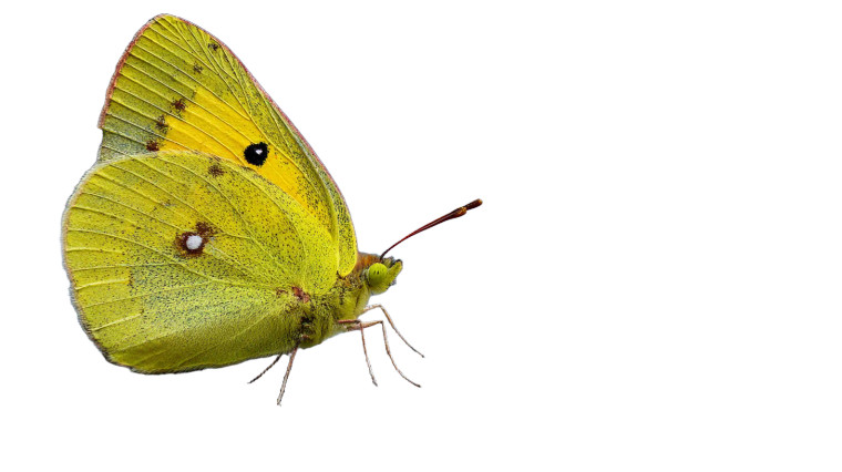 Yellow Butterfly Vinyl Car Decal Sticker – Waterproof & UV-Resistant 2.72"
