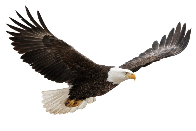 Bald Eagle Soaring V2 Vinyl Car Decal Sticker – Waterproof & UV-Resistant 2.986666666666667"