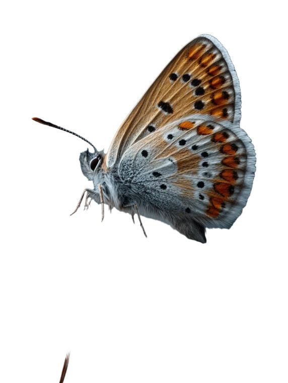 Butterfly Macro Vinyl Car Decal Sticker – Waterproof & UV-Resistant 8.213333333333333"