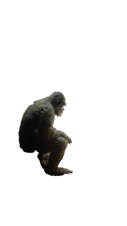 Bigfoot'S Microwave Mishap Vinyl Car Decal Sticker – Waterproof & UV-Resistant 9.706666666666667"