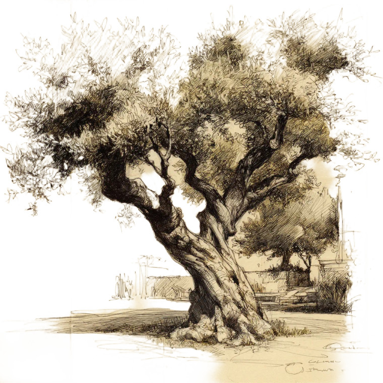 Olive Tree Sketch V2 Vinyl Car Decal Sticker – Waterproof & UV-Resistant 6.826666666666667"