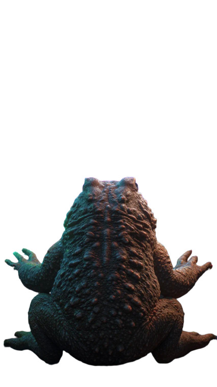 Toad In Saucer Vinyl Car Decal Sticker – Waterproof & UV-Resistant 9.706666666666667"