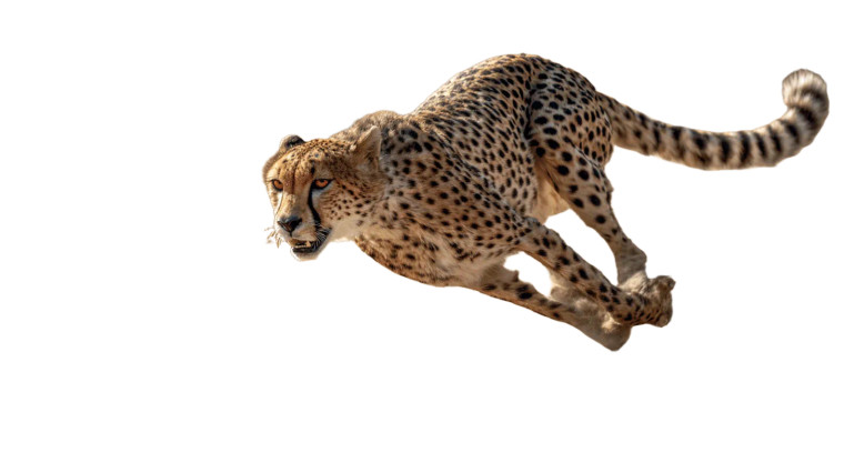 Sprinting Cheetah V7 Vinyl Car Decal Sticker – Waterproof & UV-Resistant 5.4