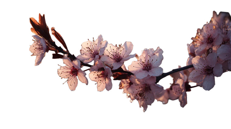 Hyper-Realistic Close-Up Vinyl Car Decal Sticker – Waterproof & UV-Resistant 5.4