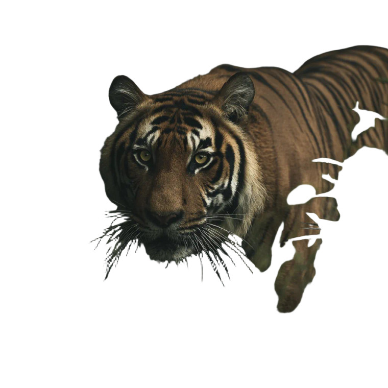 Tiger Stripes Closeup Vinyl Car Decal Sticker – Waterproof & UV-Resistant 6.826666666666667"