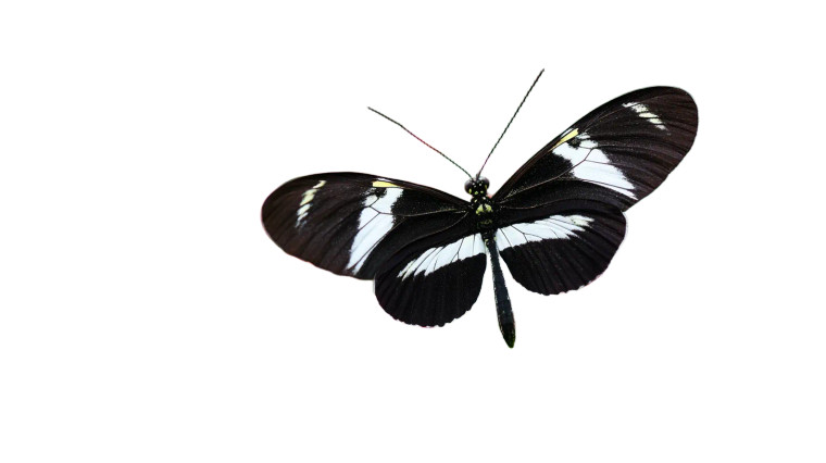 Butterfly On Flowers Vinyl Car Decal Sticker – Waterproof & UV-Resistant 2.72"