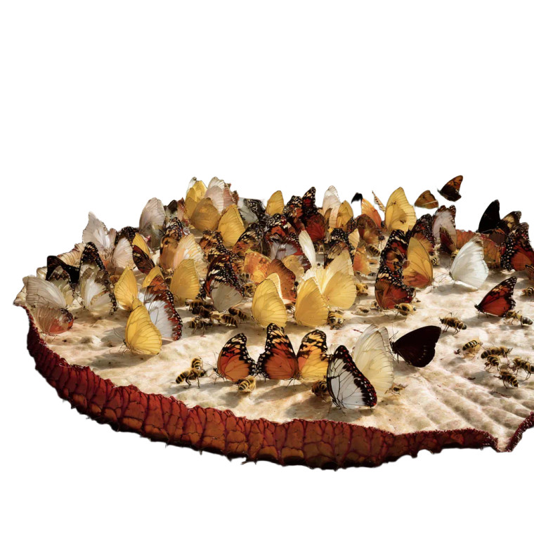 Butterflies At Pond Vinyl Car Decal Sticker – Waterproof & UV-Resistant 6.826666666666667"