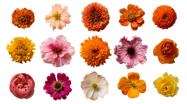 Floral Contact Sheet Vinyl Car Decal Sticker – Waterproof & UV-Resistant 5.4