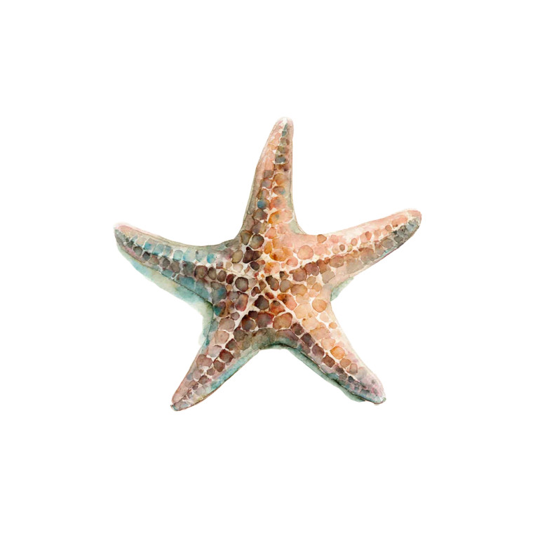 Starfish Watercolor Vinyl Car Decal Sticker – Waterproof & UV-Resistant 3.4133333333333336" Starfish Watercolor Vinyl Car Decal Sticker – Waterproof & UV-Resistant 3.4133333333333336"