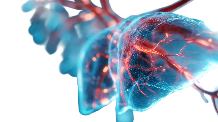 Liver Anatomy Illustration Vinyl Car Decal Sticker – Waterproof & UV-Resistant 5.4