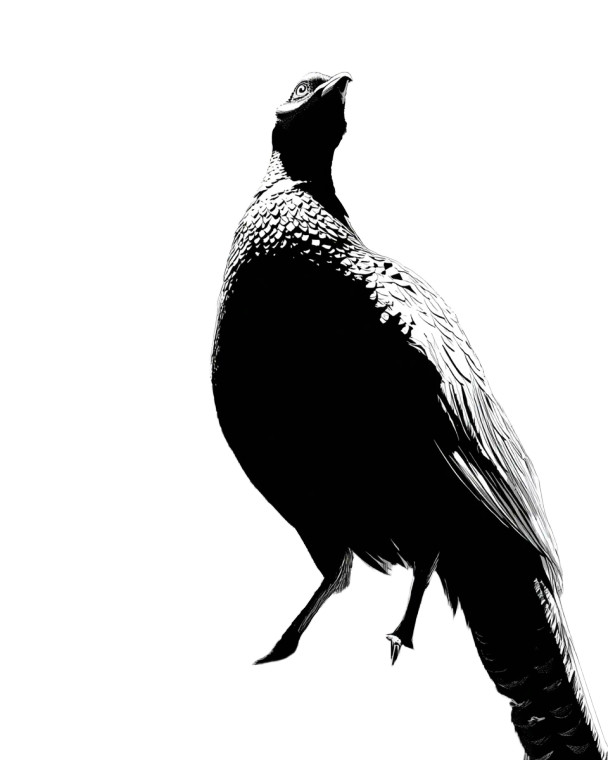 Giant Pheasant Vinyl Car Decal Sticker – Waterproof & UV-Resistant 8.0"
