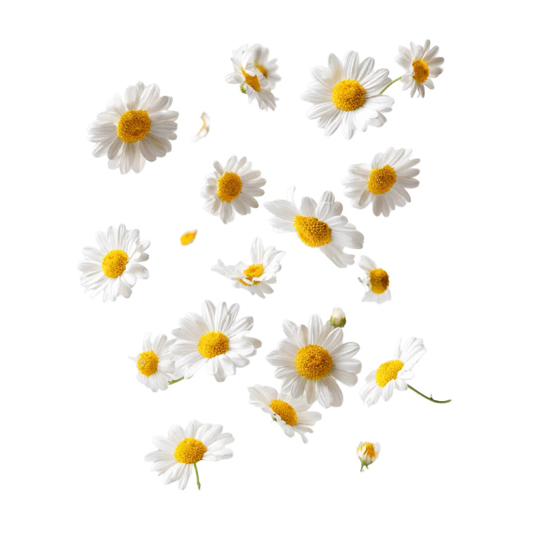 Falling Chamomile Flowers Vinyl Car Decal Sticker – Waterproof & UV-Resistant 3.4133333333333336"