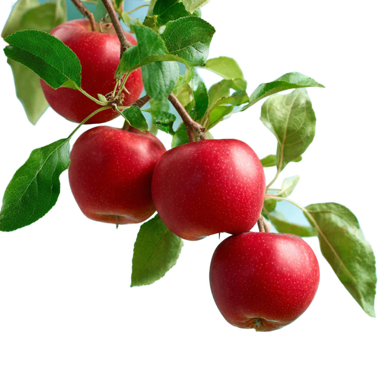 Red Apples Branch Vinyl Car Decal Sticker – Waterproof & UV-Resistant 3.4133333333333336"