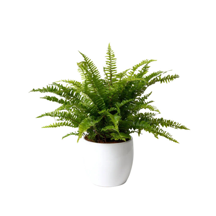 Boston Fern Vinyl Car Decal Sticker – Waterproof & UV-Resistant 6.826666666666667"