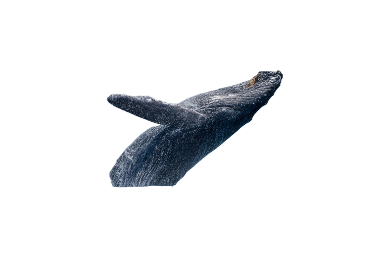 Breaching Whale V3 Vinyl Car Decal Sticker – Waterproof & UV-Resistant 2.986666666666667"