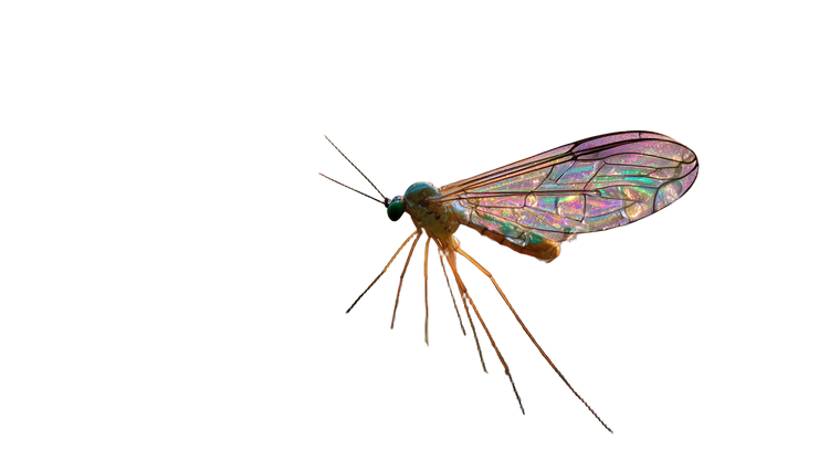 Iridescent Gnat Close-Up Vinyl Car Decal Sticker – Waterproof & UV-Resistant 5.4