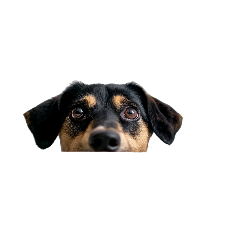 Quirky Peeking Breed Vinyl Car Decal Sticker – Waterproof & UV-Resistant 3.4133333333333336"