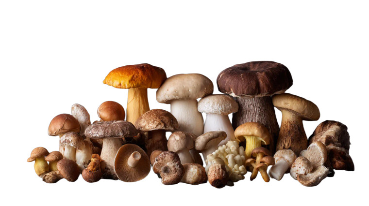 Culinary Mushrooms Vinyl Car Decal Sticker – Waterproof & UV-Resistant 5.4