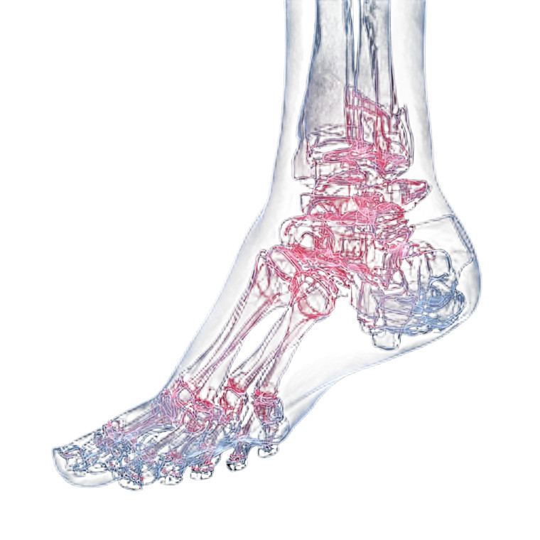 X-Ray Human Foot V2 Vinyl Car Decal Sticker – Waterproof & UV-Resistant 6.826666666666667"